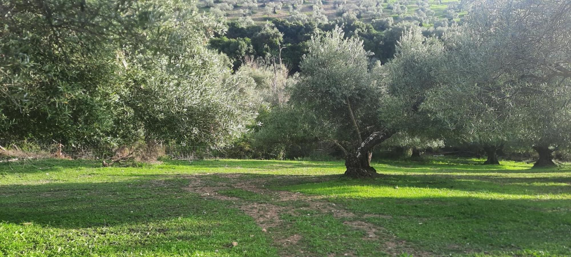 Hacienda Molino Nuevo Villa Algodonales Eksteriør bilde
